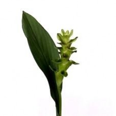 Curcuma - Emerald